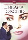 黑兰花The Black Orchid